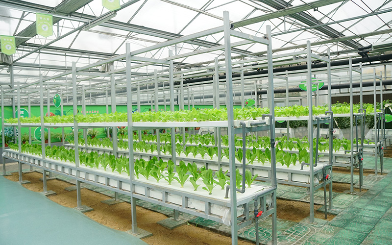 Complete Technical Guide to Greenhouse Construction Process