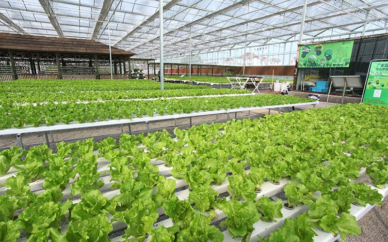 Key Technical Points for Soilless Cultivation in Greenhouses