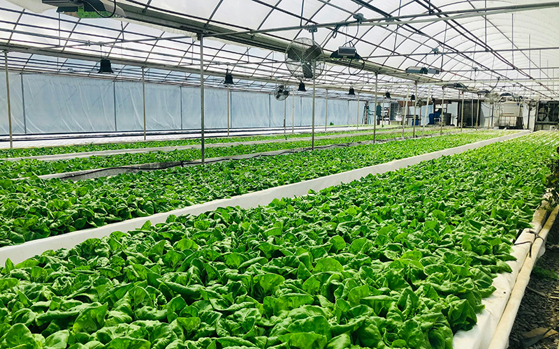Common Challenges in Greenhouse Environmental Control